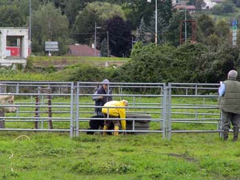 le bouvier des flandres et les vaches - Elevage du CLOS DE LA LUETTE - COPYRIGHT DEPOSE